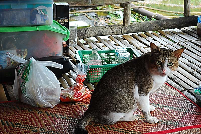 แมวมองเจ้าหน้าที่เลี้ยงไว้ครับน้องปุกชอบไปเล่นด้วย :cool: :cool: :cool: