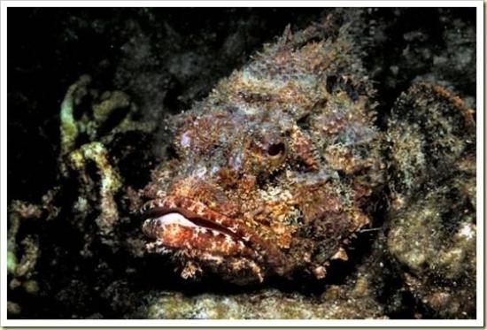 อันดับ 6 Stonefish ปลาหิน

ถ้าแข่งกันในเรื่องของความสวยงามแล้ว ปลาหิน ท่าทางจะแพ้อย่างขาดลอย แต่ถ้