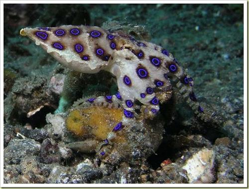 อันดับ 4 Blue-Ringed Octopus ปลาหมึกแหวนน้ำเงิน

ปลาหมึกแหวนน้ำเงินนั้นมีขนาดที่เล็กมาก ขนาดประมาณ