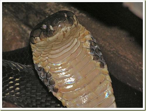 อันดับ 2 King Cobra งูจงอาง

        งูจงอางหรือชื่อทางวิทยาศาสตร์ว่า Ophiophagus hannah เป็นงูพิษ