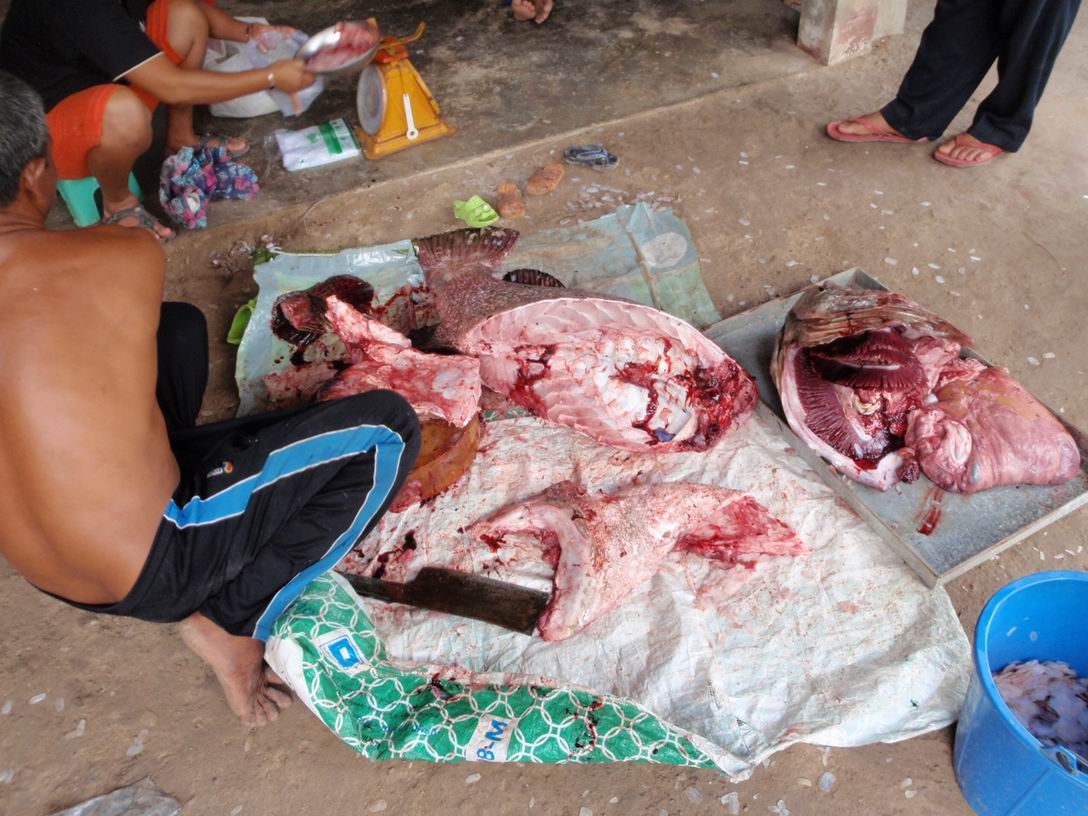 อีกรูป เต็ม
 พุงของมันเอามาทอดกระเทียมครับ  :cheer: