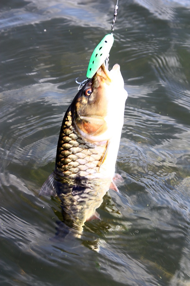 หวัดดีจ้าน้าpatrockfishing 
ขอบคุณอย่างมากมายสำหรับมาลัยน้ำใจที่มอบให้เป็นรางวัลจ้า
 :love:
หวัดด