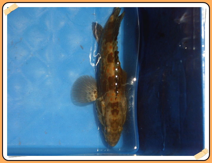 ปลาเก๋าตัวขนาดนี้  90-100 บาทคับ 

นัยว่