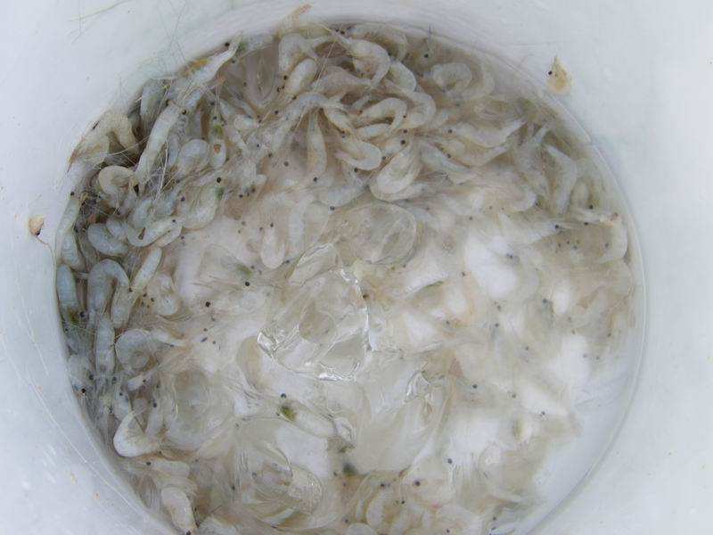  [b]เหยื่อวันนี้มีแต่กุ้งฝอยที่ไต๋บำแกเตรียมไว้หั้ยอย่างเดียว...แค่นี้ก้อเพียงพอแย้วคร้า...[/b] :che