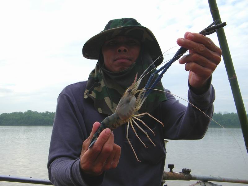  [b]ดูกันหั้ยชัดชัด...ม่ายช่ายกุ้งธรรมดาทั่วไป...แต่เป็นกุ้งกร้ามฝีมือไต๋เชียวนา...[/b] :grin: :grin