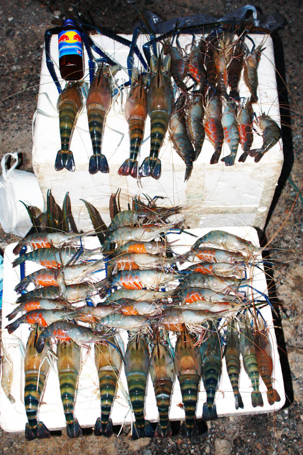 และลากันด้วยภาพนี้นะครับ กุ้งรวมสองทีม

ขอบคุณทุกท่านที่ติดตามขอบคุณทุกคแนนที่ให้กำลังใจ :cheer: :