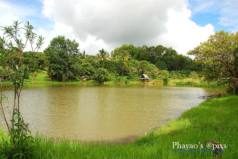 ปลาใหญ่ๆจิบอยู่บริเวณเกาะกลางที่มีศาลาโน่น   ตีไม่ถึง  แถมด้านข้างบ่อ  หญ้ารกสูงท่วมหัว   น่ากลัวงู
