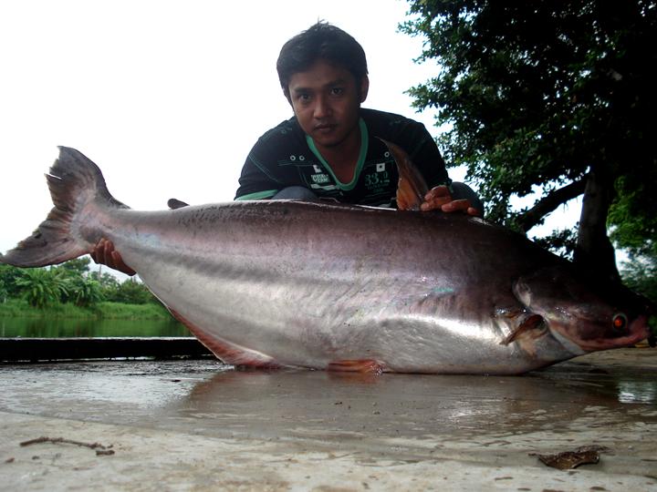 30 กว่าโลได้ครับตัวนี้ปลาสวายใหญ่ที่เงาน้ำ :grin: :grin:
