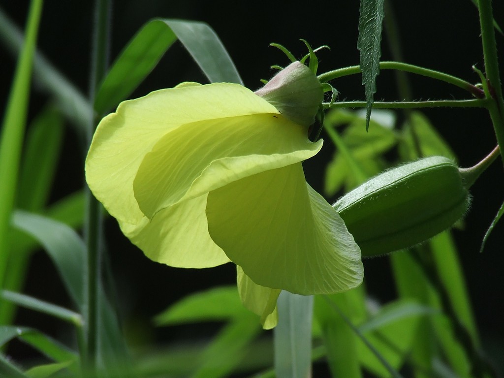 จากกล้อง Fuji S5600 โหมด M -macro ISO100 ครับ