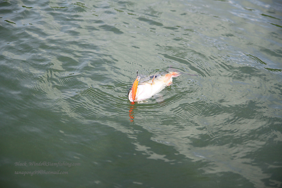  [b]@ Aile Magnet 7 cm. Floating สีส้ม ประมูลได้มา เอามาลองซะหน่อย[/b]

 :grin: :grin: