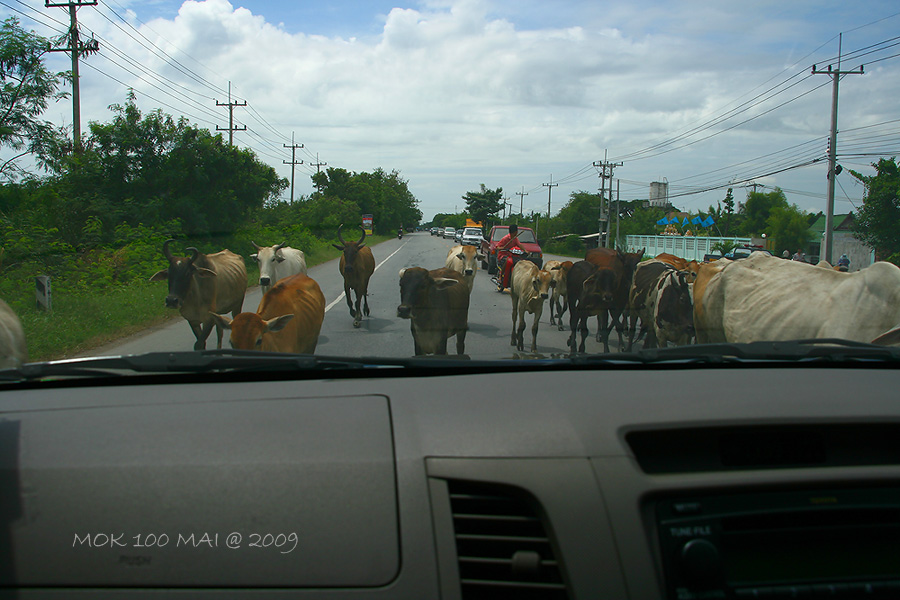 ระหว่างทางเจอวัวอีกแล้วยังกับตอนไปเชียงใหม่คราวนี้ตัวไม่ใหญ่เท่าแต่อย่างเยอะเต็มถนนจนรถต้องจอด