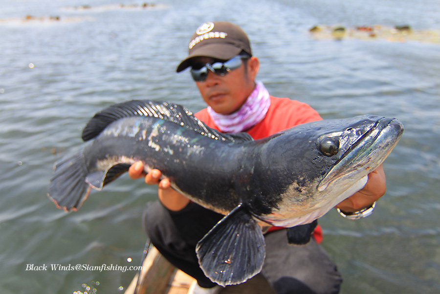  
[b]ผมตีเหยื่อง Rapara Skitter Prop หางใบพัด ตกลงน