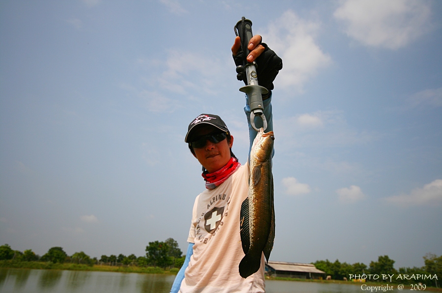  :grin: :grin:  มาอีกตัวจร้า ปลาโพ้มมมมมม   :grin: :grin:


 [q]++++ คับน้าเอ๊ด[/q]
 [q]รูปสวยเห
