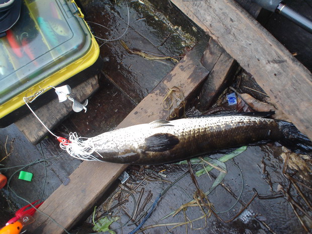 ปลาช่อนตัวนี้  กัดบัซเบท ข้างเรือเล