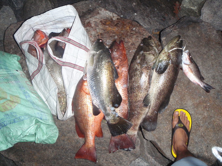 เดินเอาปลามาเก็บหลังจากได้อยู่เรื