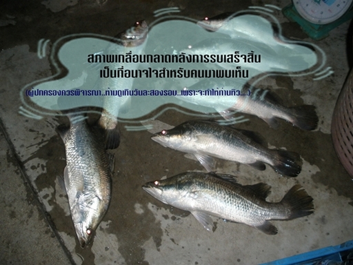 สุดท้ายแล้ว ค๊าพ เป็นโฉมหน้าผู้ต้อ