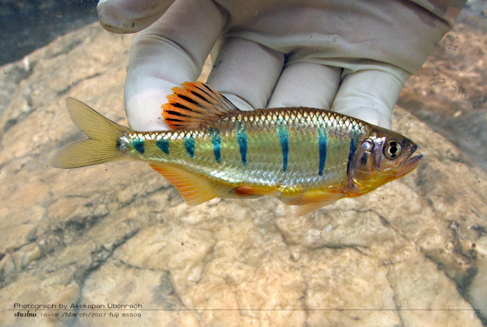 ตัวนี้ผมดูว่าเป็น  Barilius pulchellus (Smith 1931) ดูจากแถบดำที่อยู่ระหว่างก้านครีบอ่อน แต้มดำบริเว