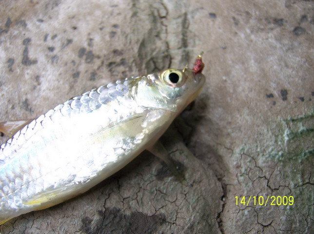 ส่วนตัวนี้ ผมดูเป็น Rasbora paviana Tirant 1885 ลักษณะของปลาซิวตัวนี้กับตัวที่อยากได้คนล่ะชนิดกันครั