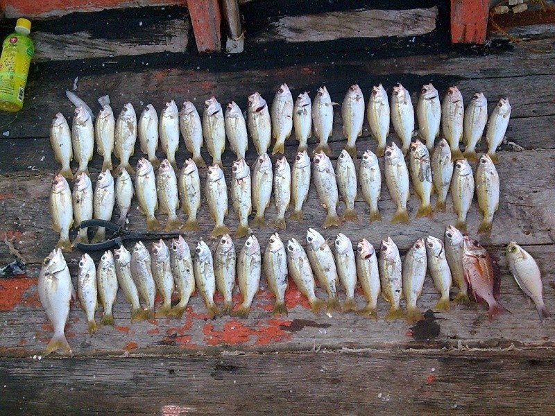      [center]     ตัดด ภาพมาตอนเช้า เรย คับบ กับ ผลล งาน ปลา แกง 61 ตัวว ลองนับดูซิคับบ เบื่อกันน ไป