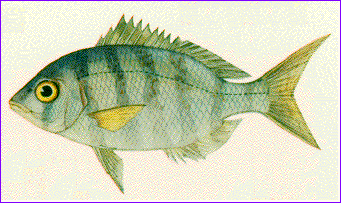 ชื่อไทย 
อีคุดบั้ง 
ชื่อสามัญ 
GREY LARGE-EYE BREAM 
ชื่อวิทยาศาสตร์ 
Gymnocranius griseus (Sch