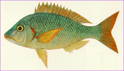  
ชื่อไทย
หมูสีฟ้า 
ชื่อสามัญ
STARRY EMPEROR 
ชื่อวิทยาศาสตร์
Lethrinus nebulosus (Forskal) 
