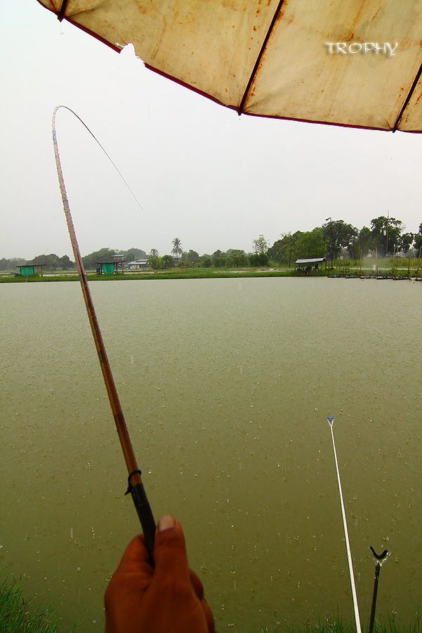 ใครบอกว่าฝนตกปลาไม่กิน ผมไม่เชื่อเด็ดขาด โดนอีกแล้วครับ  :laughing: