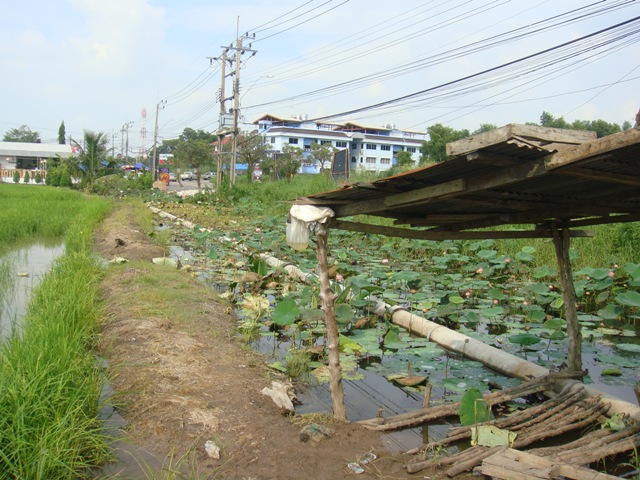 มาหมายนี้ครับ...บัวสวยๆ :laughing: :laughing: :laughing: