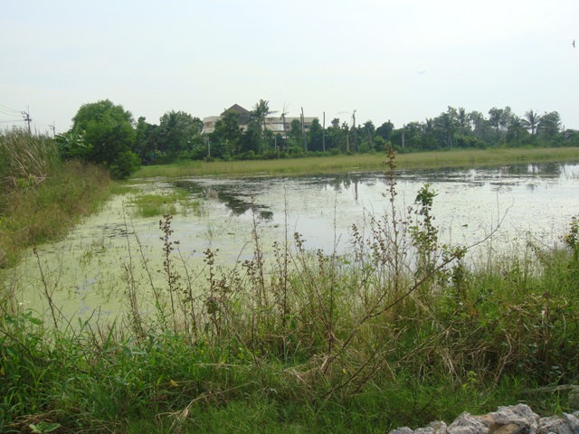 ย้ายฝังมาอีกด้านเป็นนาล้างเหมือนเ