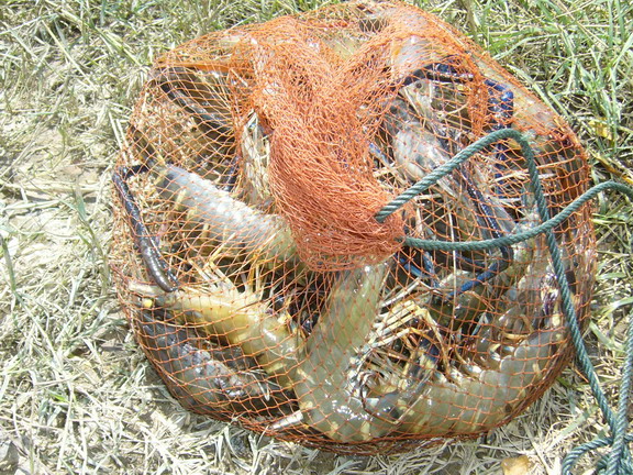 ได้เวลาเสร็จสิ้นการ งมกุ้ง ดูซิได้เยอะไหม   :cheer: :cheer: :cheer: