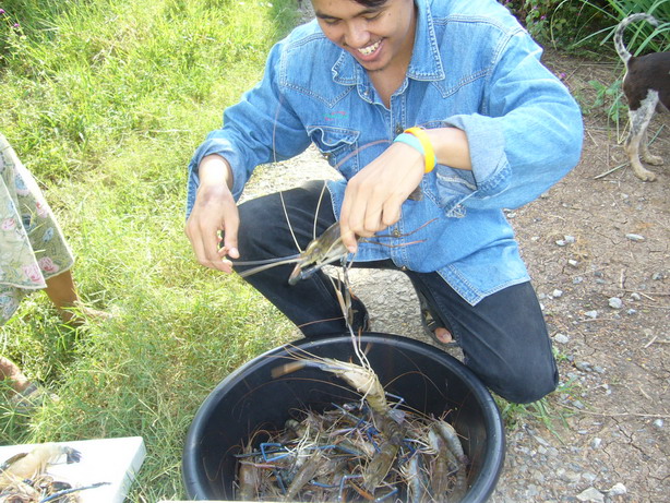 ได้ยินน้ากรณ์เรียก "น้าโก๋ มาคัดกุ้งกันดีกว่า " รีบเก็บเครื่องมือหากินอย่างไวเลย 