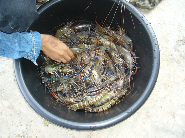 [q]+ แจ่มเลยน้า เมนูน้องกุ้ง อร่อยๆ [/q]

สวัสดีครับ น้า วิทย์   :love: :love: :love:

=========