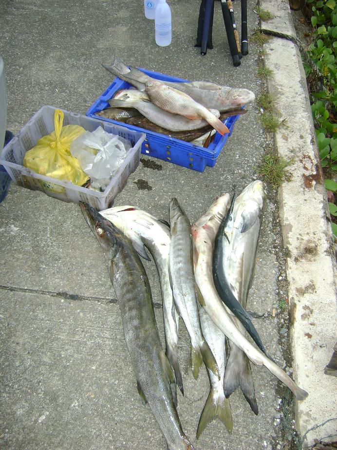 ปลาของชุดที่เพิ่งขึ้นเรือ ก่อนที่ผ