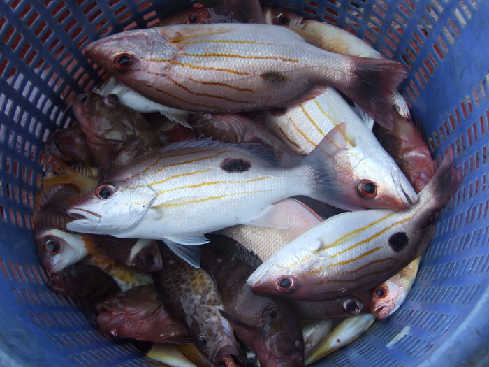 เป็นเรือมนต์มัจฉานะครับ  มีทีมงานจ
