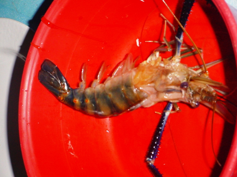 กุ้ง ได้ตัวเดียวเอง ทำอะไรให้ฝรั่งกินดีหว่า  :spineyes: :spineyes: :spineyes: