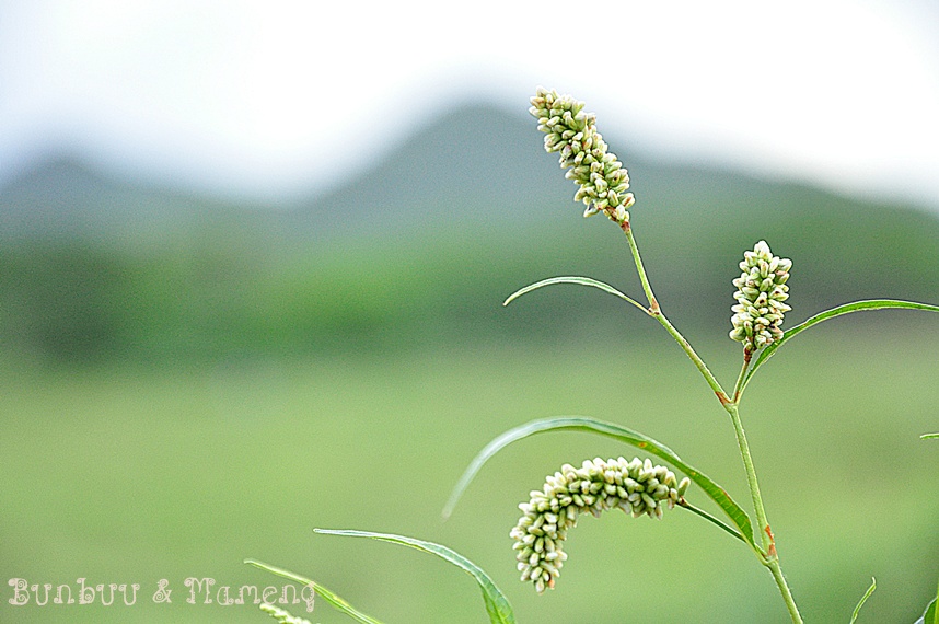 


D90  ก้อนุ่มได้  หรือมือคนถ่ายสั่น ก้อไม่รู้   ย่ออย่างเดียวเหมือนเดิม 