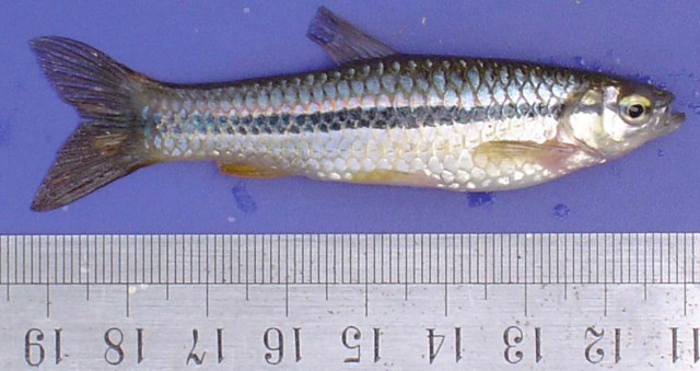 Pores in lateral line scales 're so complete in Leptobarbus.But lack on few scales is Rasbora danic