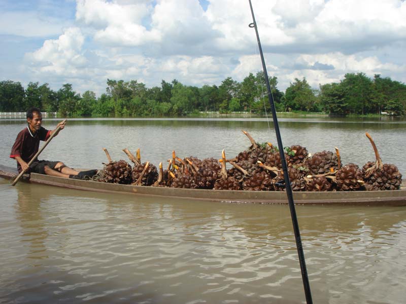 มีเรือตัดลูก..จาก...ผ่านมาครับ ขนกันเที่ยวๆหนึ่งเต็มลำเรือ แถมพายทวนน้ำอีกต่างหาก   :cheer: