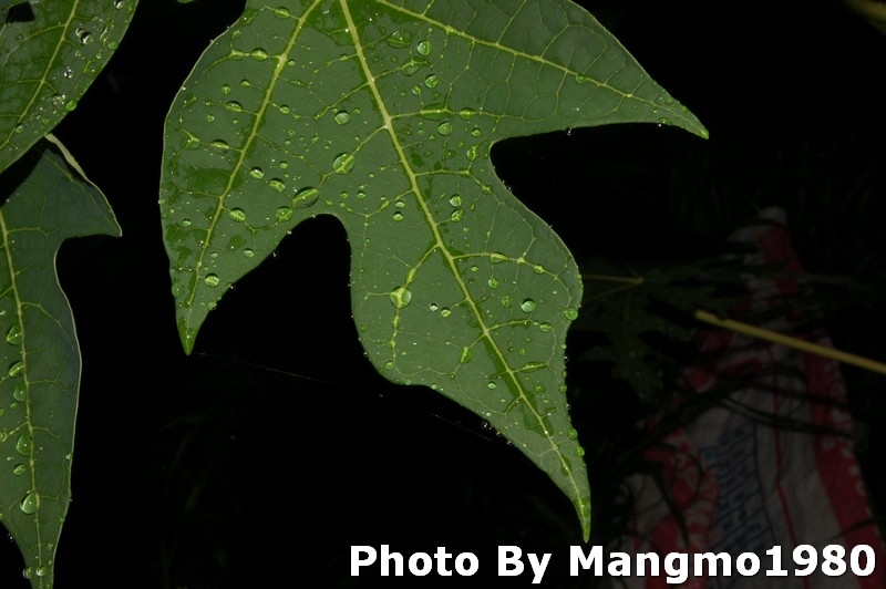 D50+18-55 ย่ออย่างเดียว  แต่หลังรกไปน่อยนะ

 :grin: :cheer: :cheer: :cheer: :grin:


สาวกนิกรคร