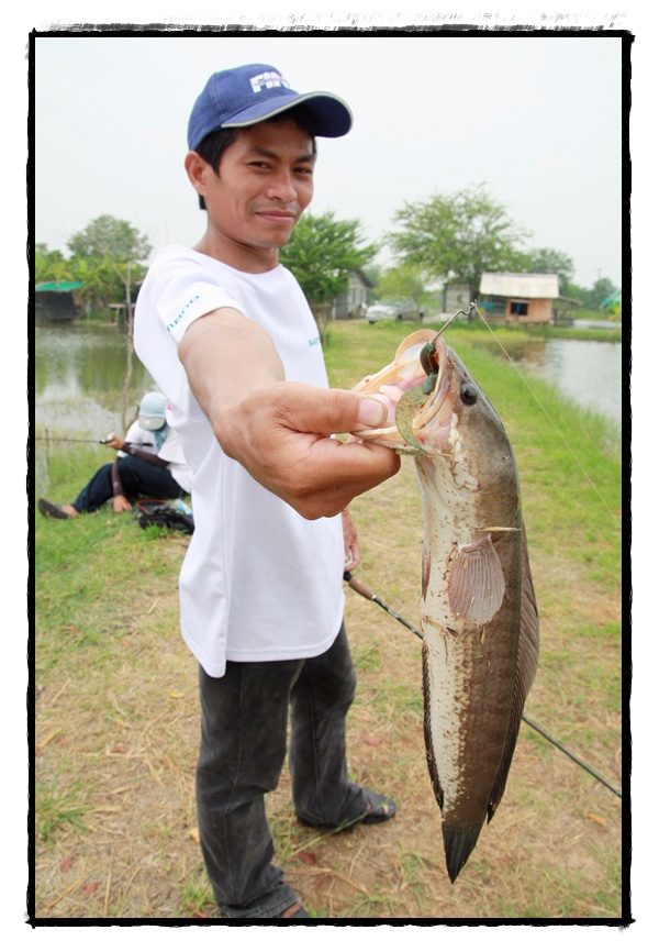 อีกซักรูป...กัดเต็มปากเต็มคำเลยครับตัวนี้