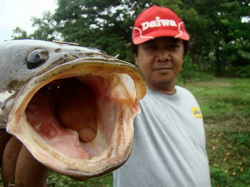 ว่างเว้นเล่นของหนักๆ หันกลับมาเล่นของเบาๆกับเราชาว SNAKE HEAD