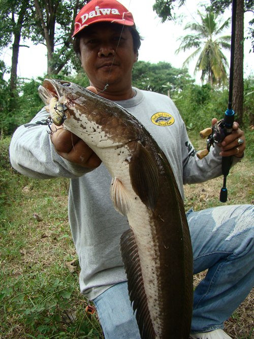 กัดเหยื่อราคาถูกๆๆ  :laughing: :laughing: :laughing: :laughing: 