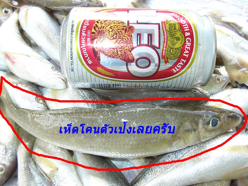 ดูเห็ดโคนตัวนี้สิครับไอ้น้องที่ไปด้วยบอกไม่เคยเห็นใหญ่อย่างนี้มาก่อน เมื่อตอนหัวฝนปีก่อนผมใช้บุ้งตก
