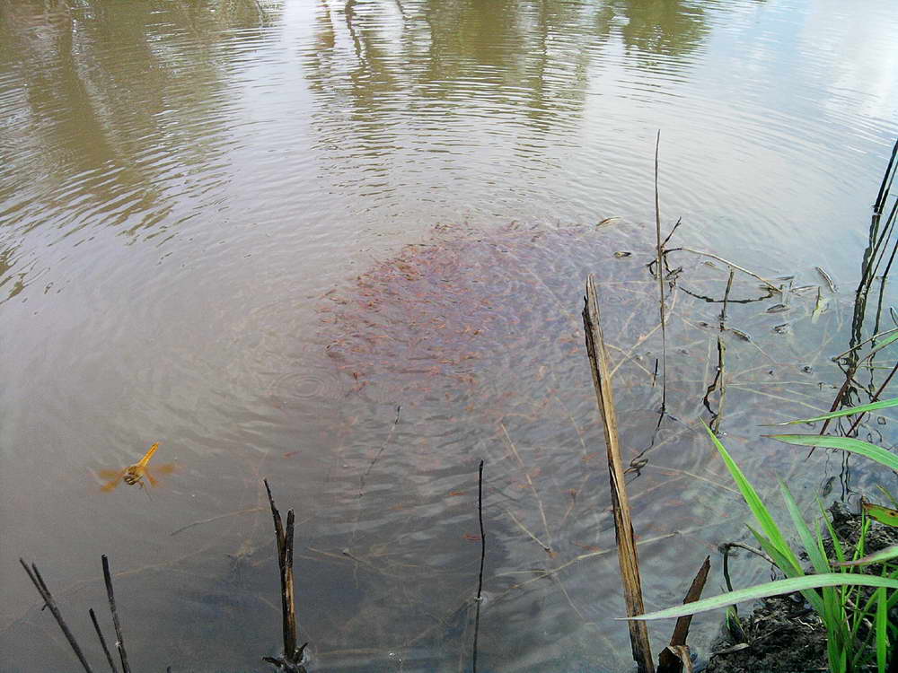 ร่องสุดท้ายครับ  ร่องนี้น้ำขุ่นนิดนึงครับ  เพราะเพิ่งเผาหญ้าตอนฝนแล้ง  พอฝนลงน้ำขุ่นเลย  เห็นแม่ครอก