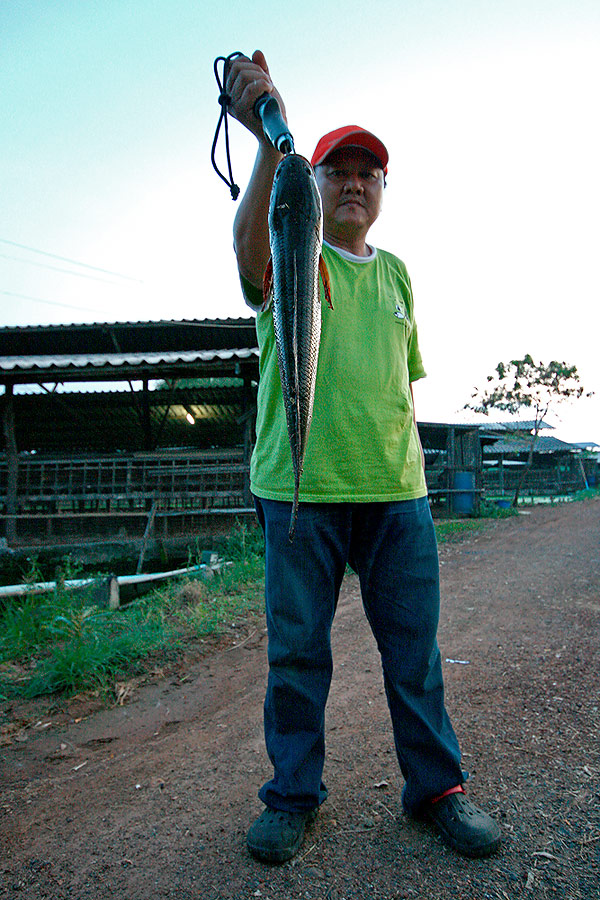 
ตัวนี้ ครับ   ใหญ่แน่ๆ

แป๊ะซะ  ล้นหม้อเลยครับ

 :umh: