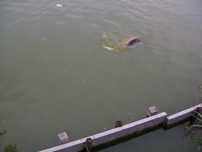 โผล่หัวแล้ว :laughing: :laughing: :laughing:

 [b]NOT GAME FISH[/b]

 :laughing:  :grin: :laughi