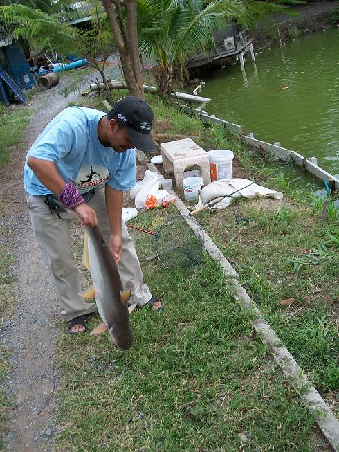 มีบ่นด้วยนะ ว่า "เล่นซะแขนสั่นเลย"  :laughing: :laughing: :laughing: สปิว สาย 6 Lb. กับสวาย ไซ้ 4 