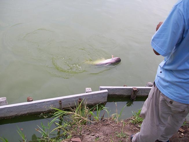  :laughing: :laughing: :laughing:[b]NOT GAME FISH[/b] :laughing: :laughing: :laughing: