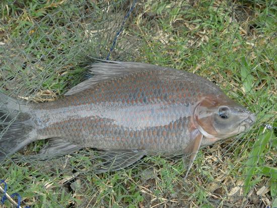  [b]กา เพี้ย[/b]

GREATER BLACK SHARK 
Morulius chrysophekadion 

 [b]ลัก
