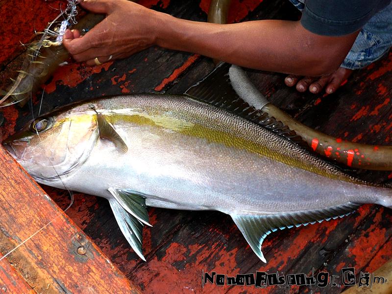 amberjacks ขนาดกำลังดี :grin: