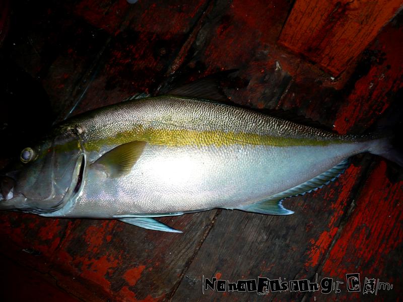 amberjacks มันส์